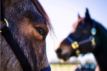 Image 4-1-25 at 2.30 PM